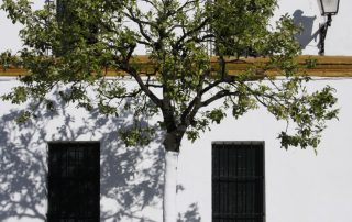 Encalado de árboles con cal